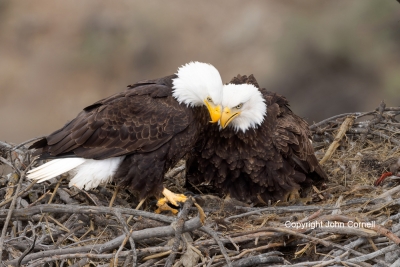 Bald-Eagle;Eagle;Haliaeetus-leucocephalus;Nest;Nesting;Photography;Smith-Rock-St
